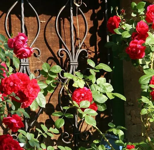 Kalpic & Guest house